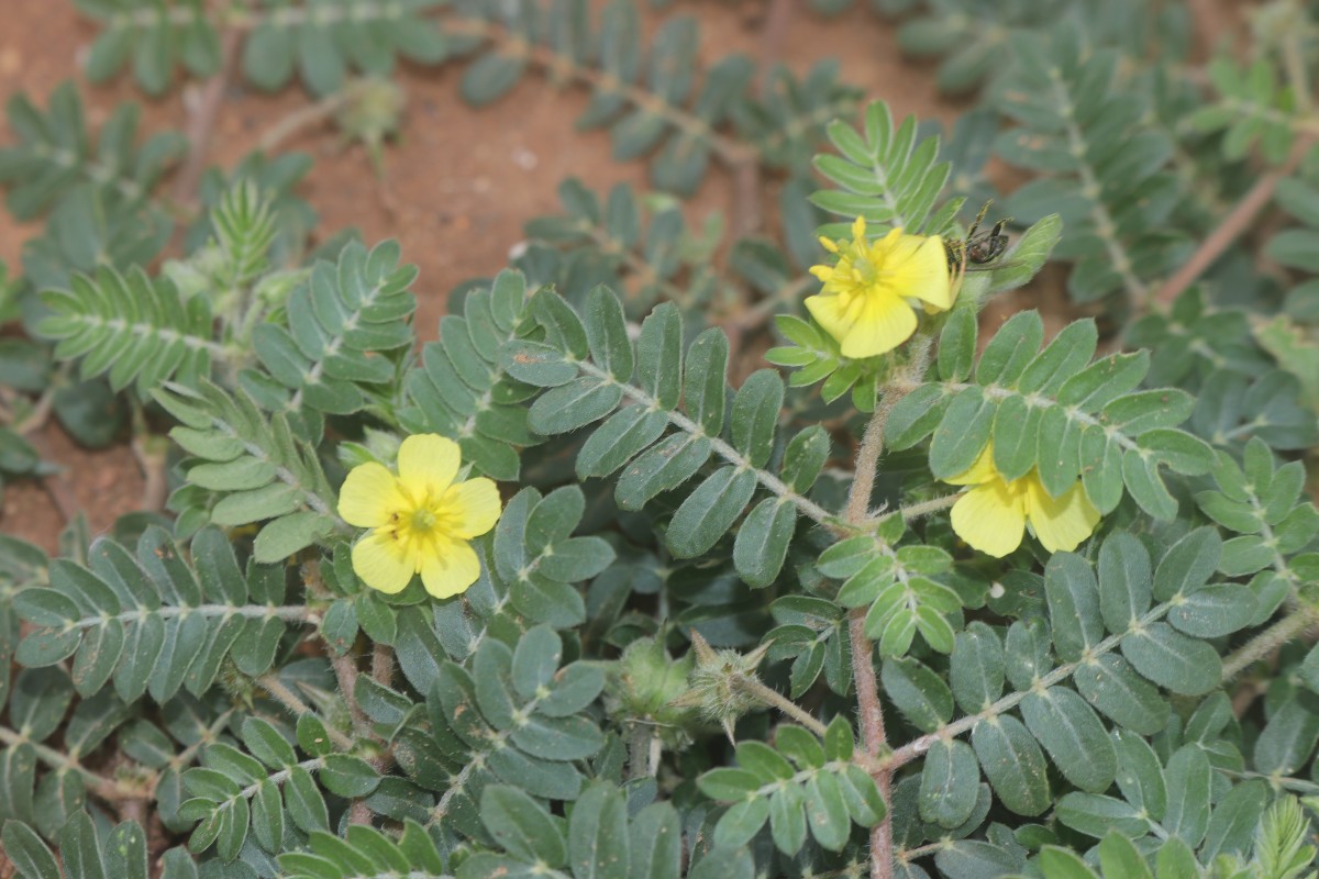 Tribulus terrestris L.